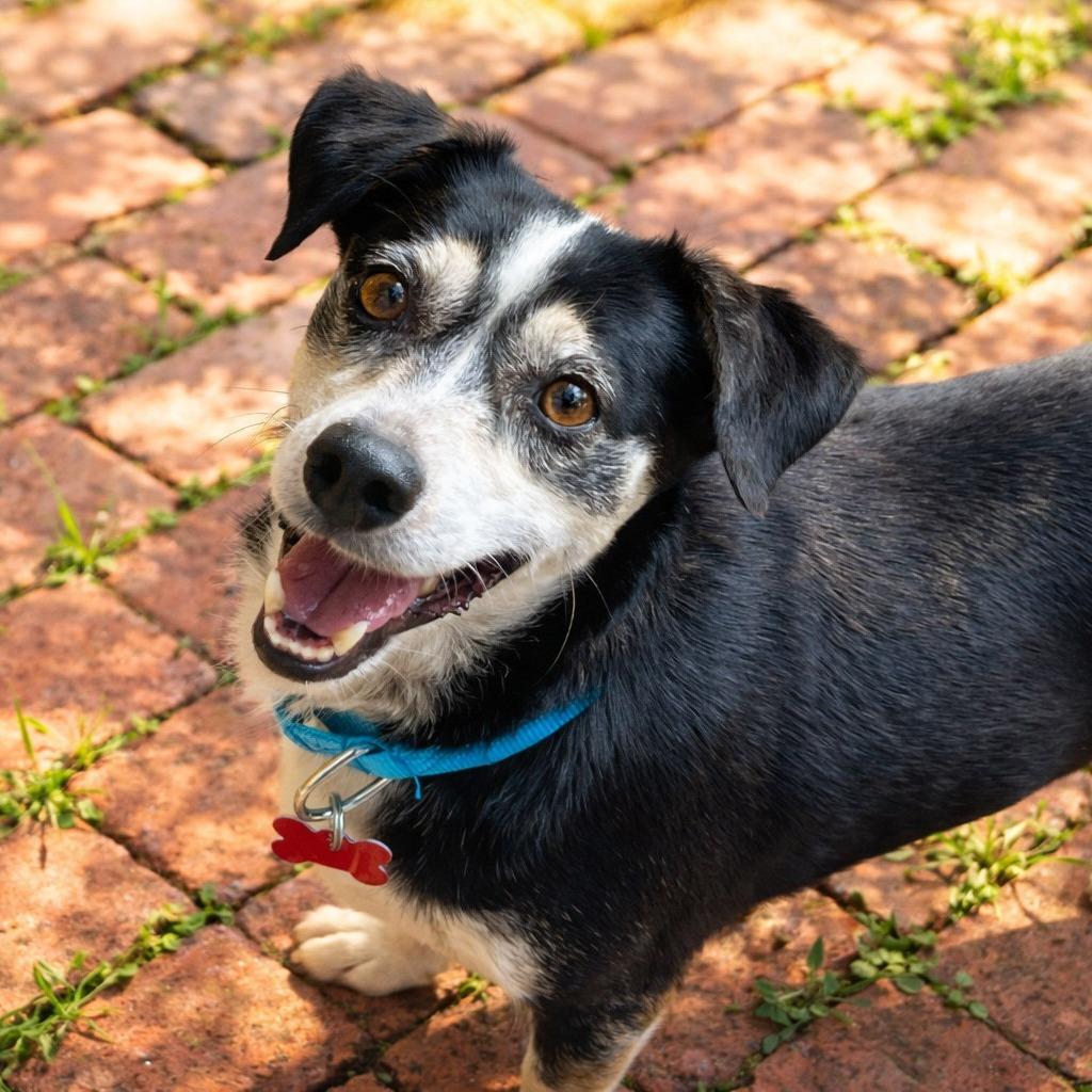 Jude, Adoptable, Adult Male Rat Terrier & Chihuahua.