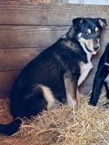Enlarge Cooper, a Adoptable mixed breed in Madras, OR image 2/3