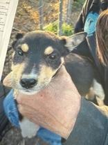 Cooper, Adoptable, Puppy Male Australian Cattle Dog / Blue Heeler.