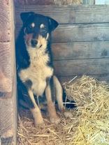 Enlarge Cooper, a Adoptable mixed breed in Madras, OR image 1/3