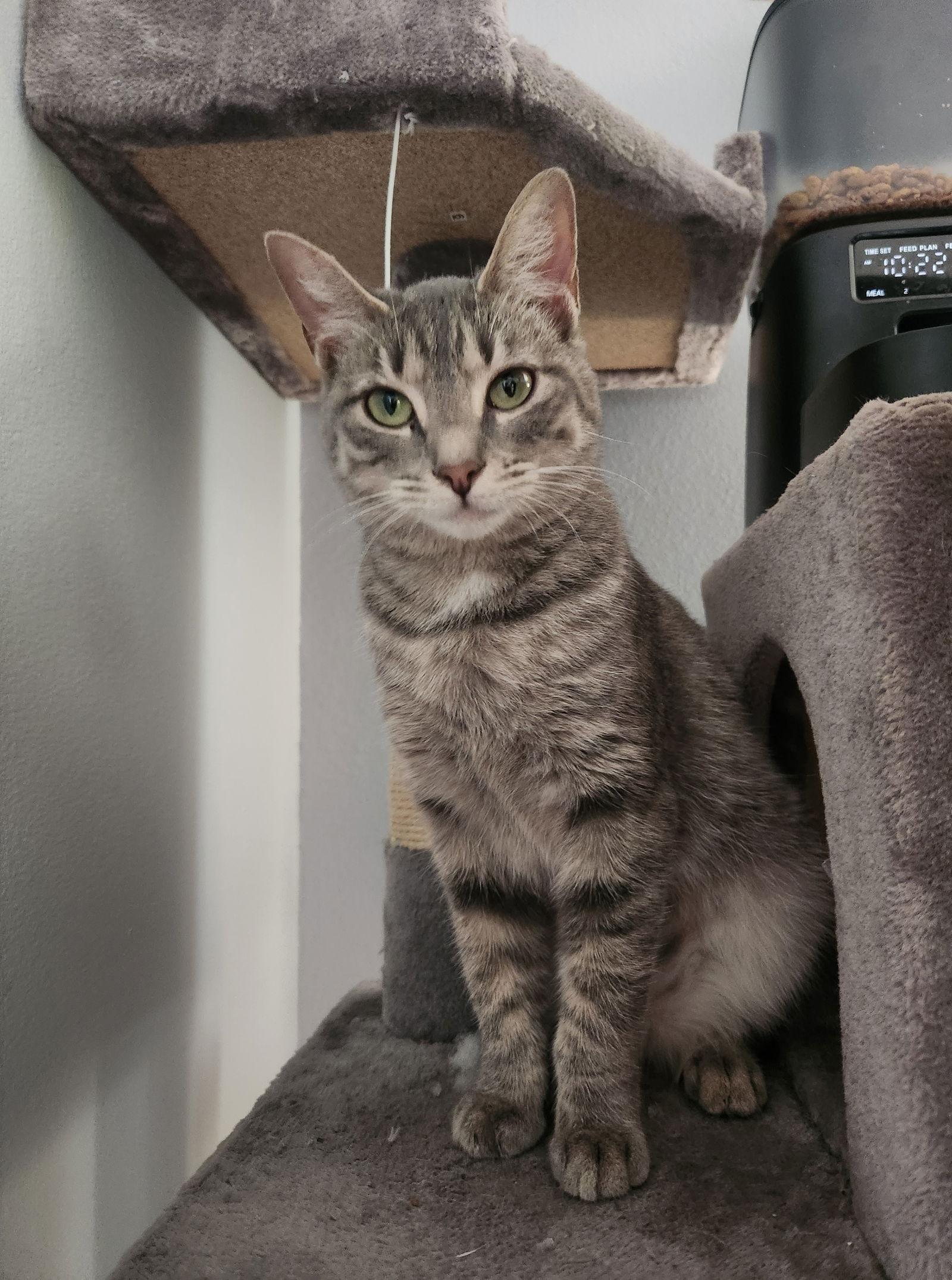 Massika, Adoptable, Kitten Female Domestic Short Hair.