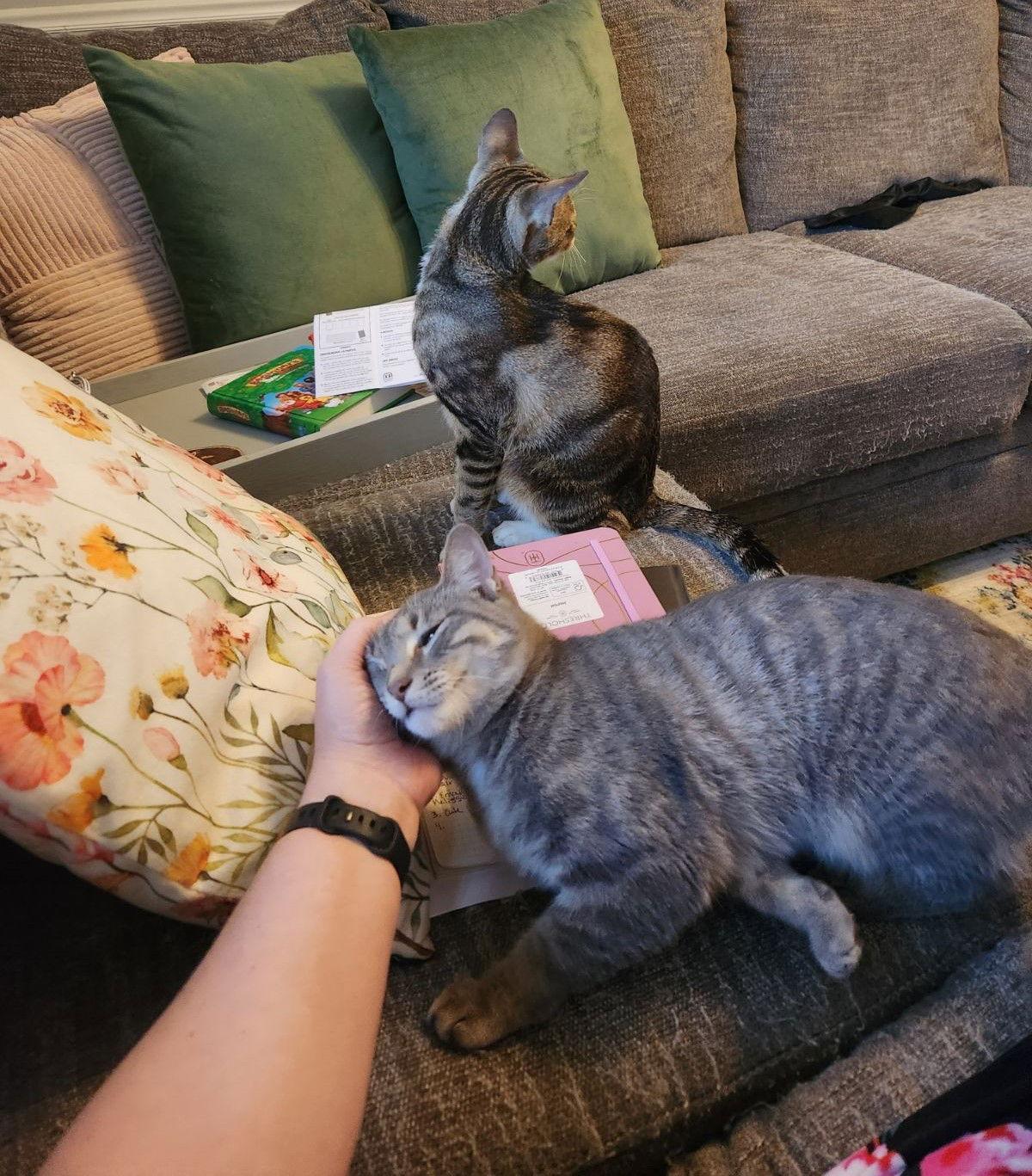 Massika, a Adoptable Domestic Short Hair in Nashville, TN image 3/3