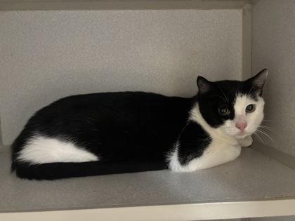 Two Percent, Adoptable, Kitten Male Domestic Short Hair & Domestic Short Hair.