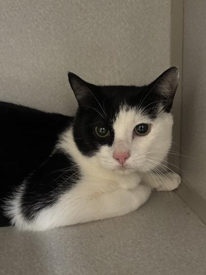 Enlarge Two Percent, a Adoptable mixed breed in East Brookfield, MA image 2/2