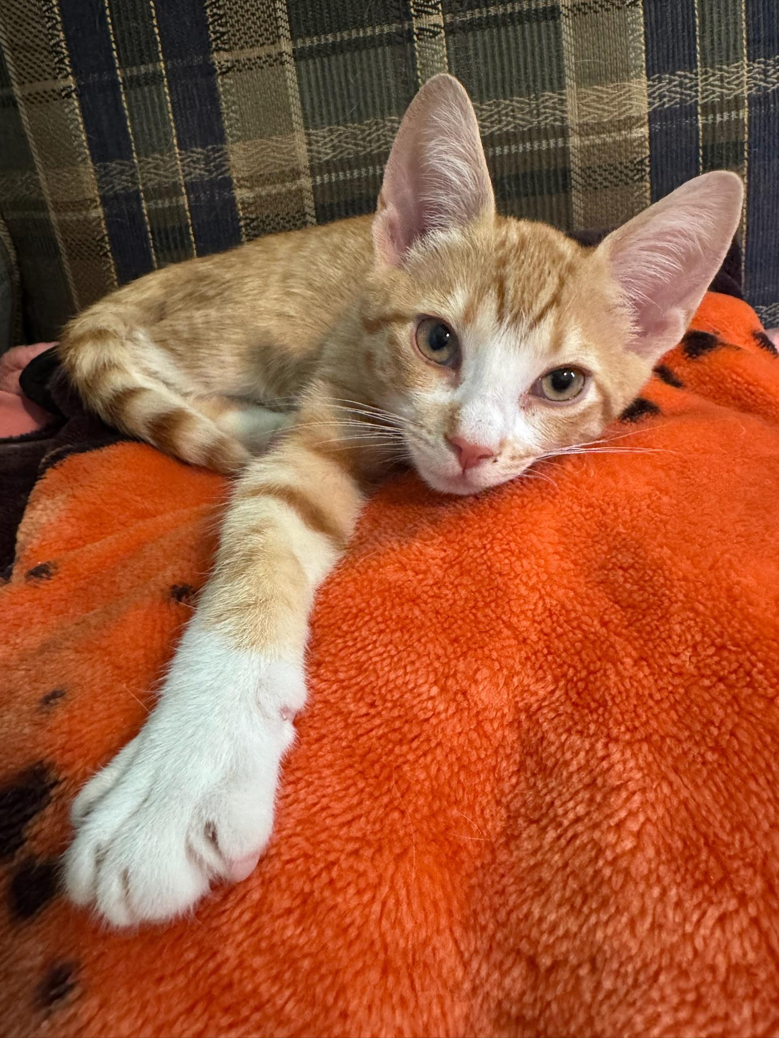 Enlarge Chippy Dippy, a Adopted Domestic Short Hair in Hartville, OH image 3/3