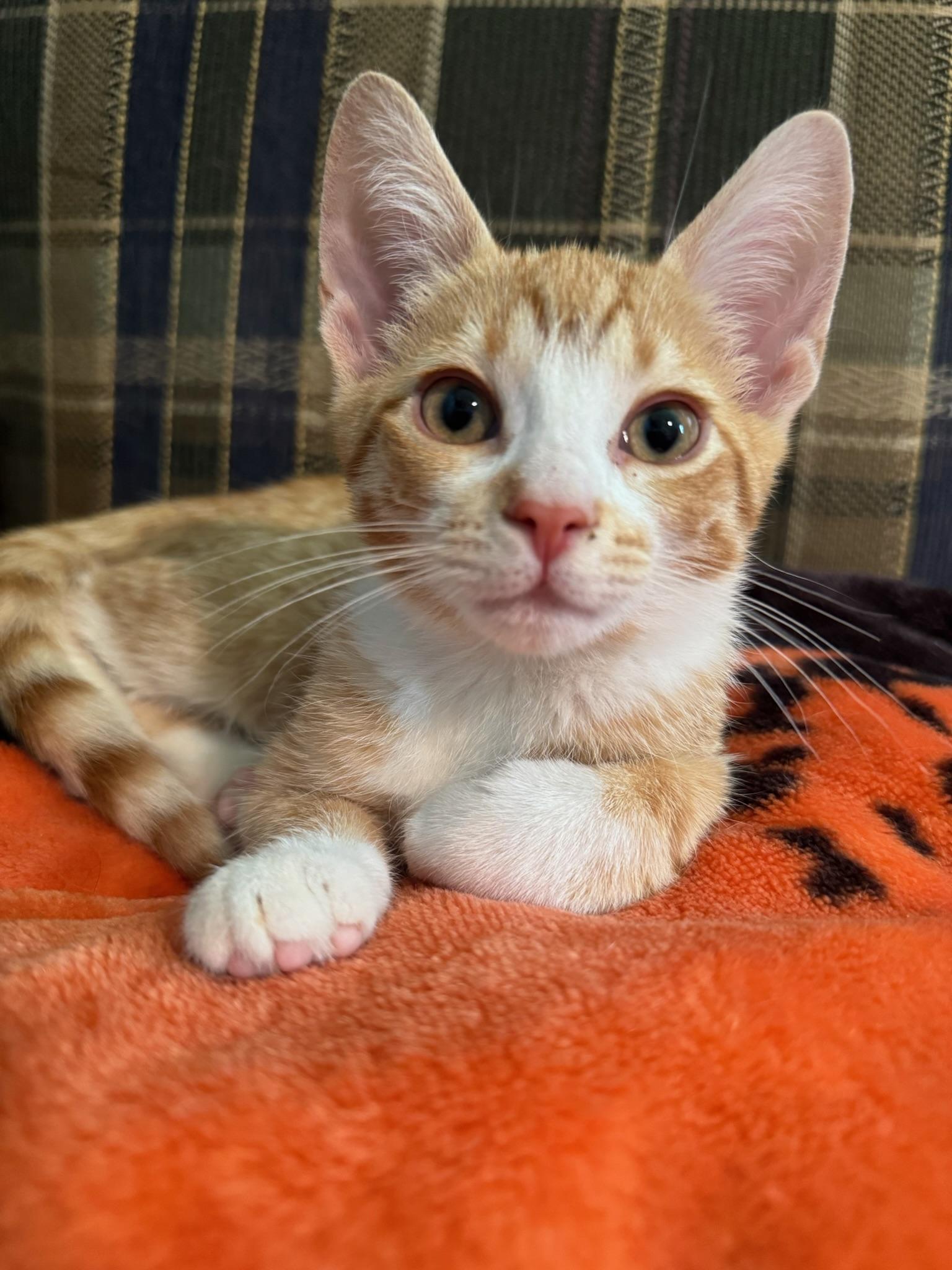 Enlarge Chippy Dippy, a Adopted Domestic Short Hair in Hartville, OH image 1/3