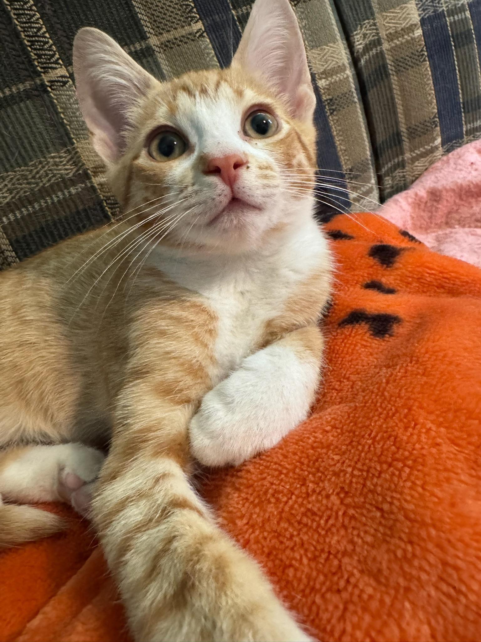 Enlarge Chippy Dippy, a Adopted Domestic Short Hair in Hartville, OH image 2/3