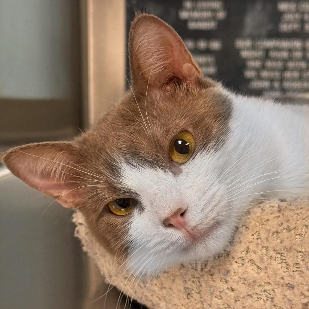 Enlarge Cerci, a Adoptable Domestic Short Hair in Ottawa, KS image 1/2