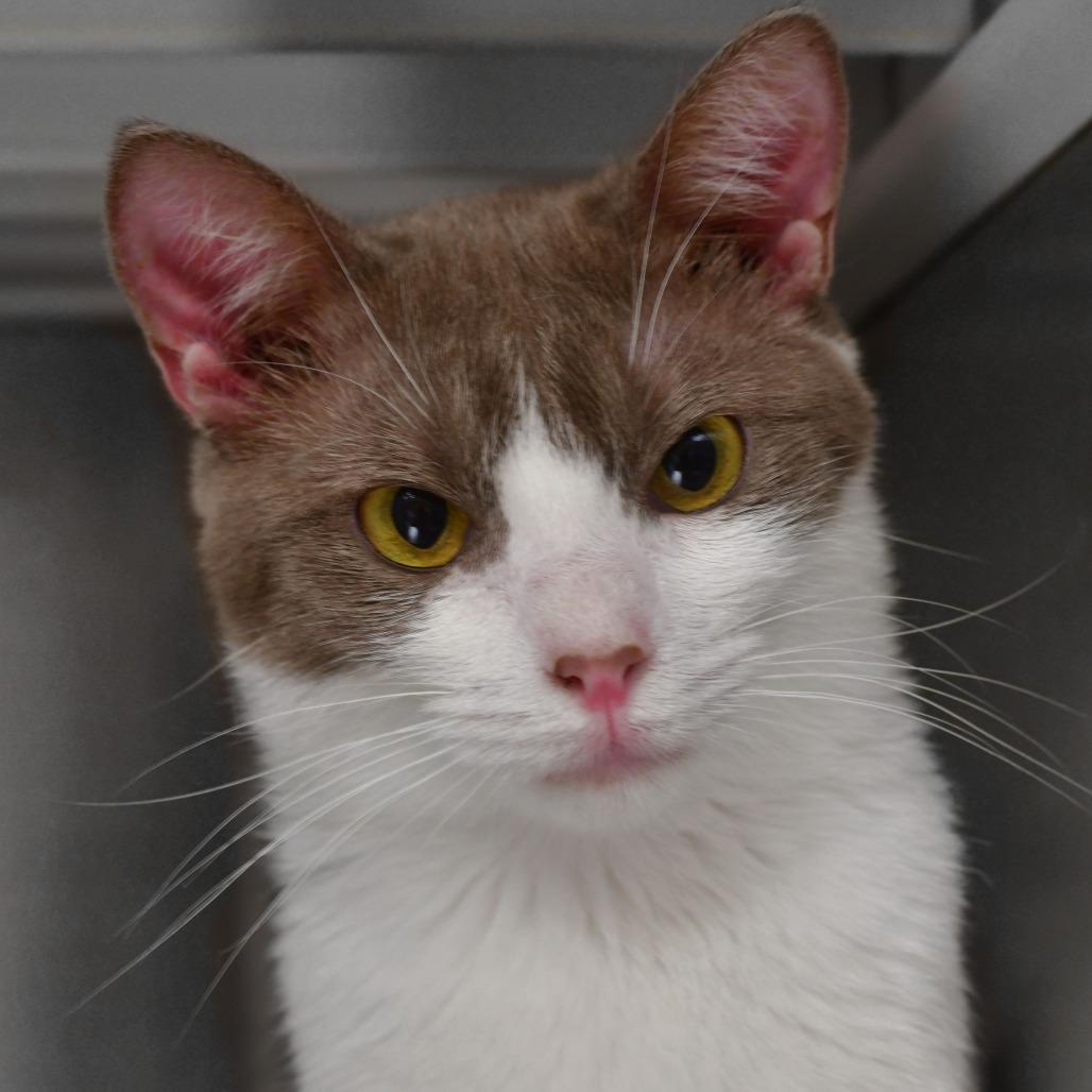 Enlarge Cerci, a Adoptable Domestic Short Hair in Ottawa, KS image 2/2