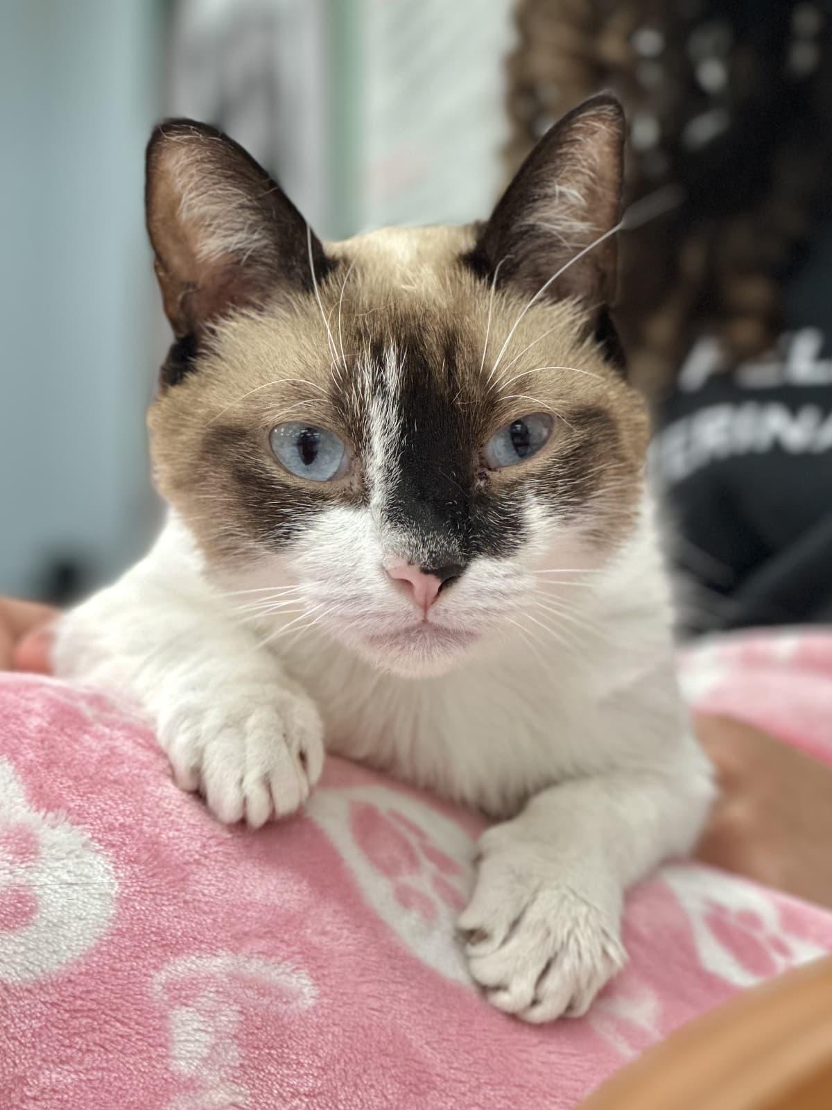 Siamese Cats & Kittens for Adoption in Holbrook, NY | Petfinder