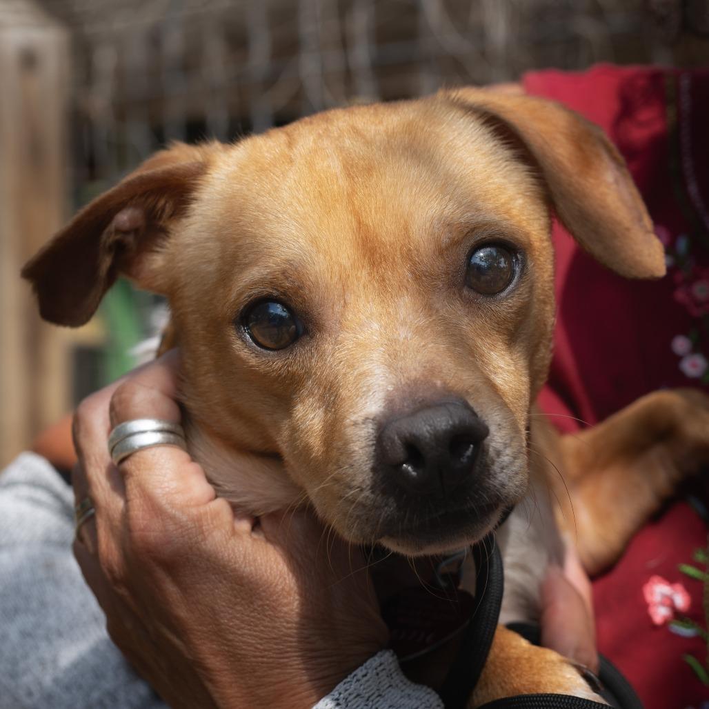 Percy, Adoptable, Adult Male Chihuahua & Mixed Breed.