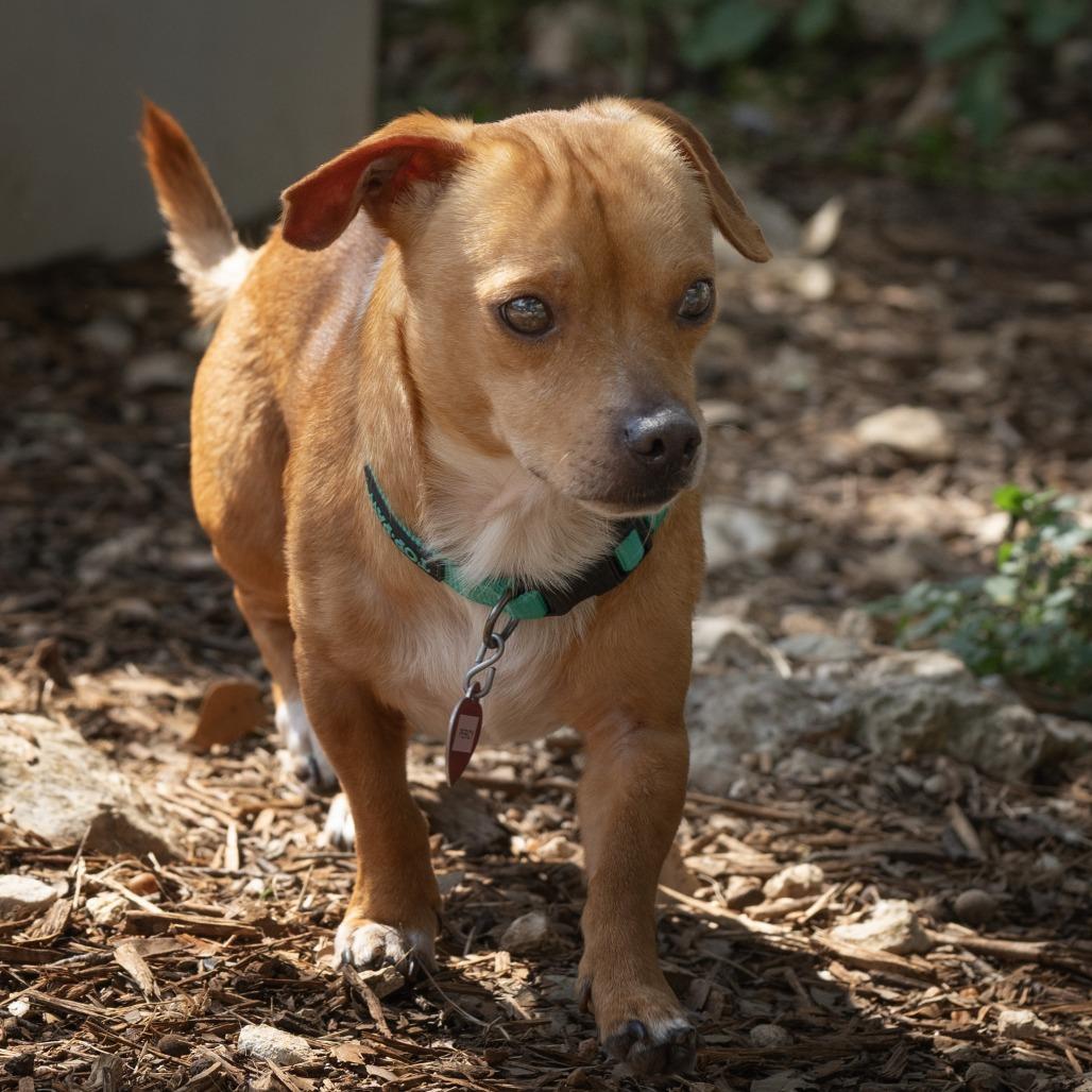 Percy, a Adoptable mixed breed in Wimberley, TX image 2/6