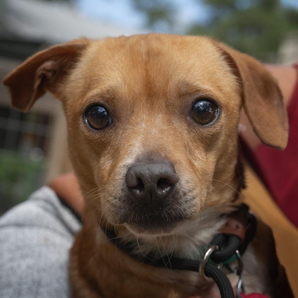 Percy, a Adoptable mixed breed in Wimberley, TX image 3/6