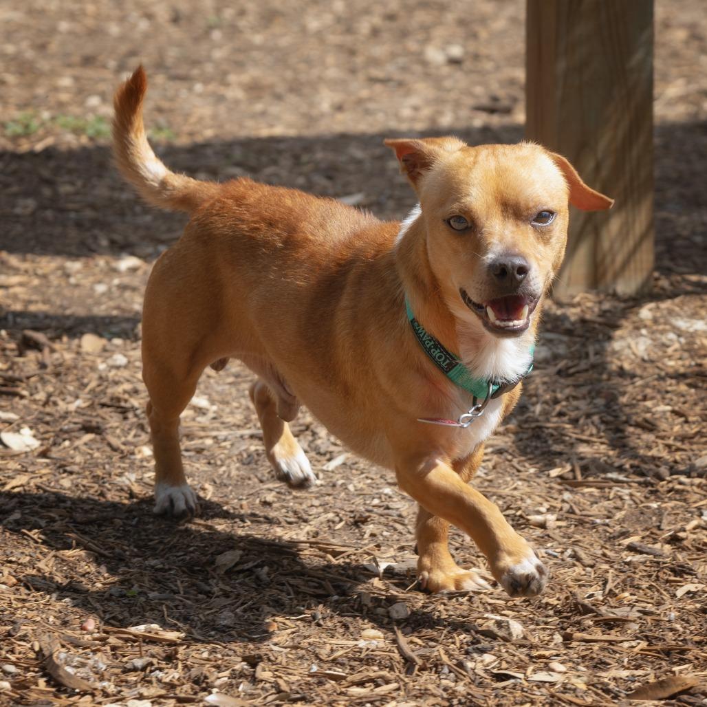 Percy, a Adoptable mixed breed in Wimberley, TX image 4/6