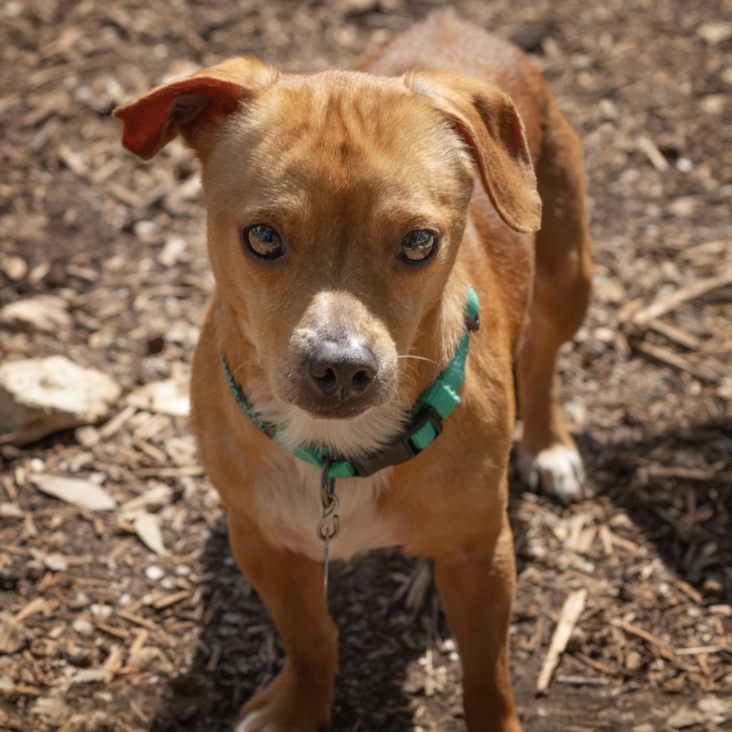 Percy, a Adoptable mixed breed in Wimberley, TX image 5/6