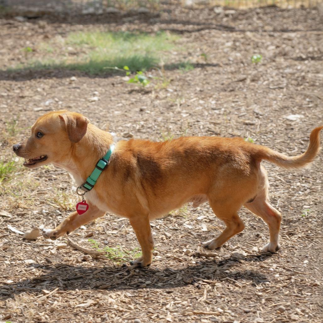 Percy, a Adoptable mixed breed in Wimberley, TX image 6/6
