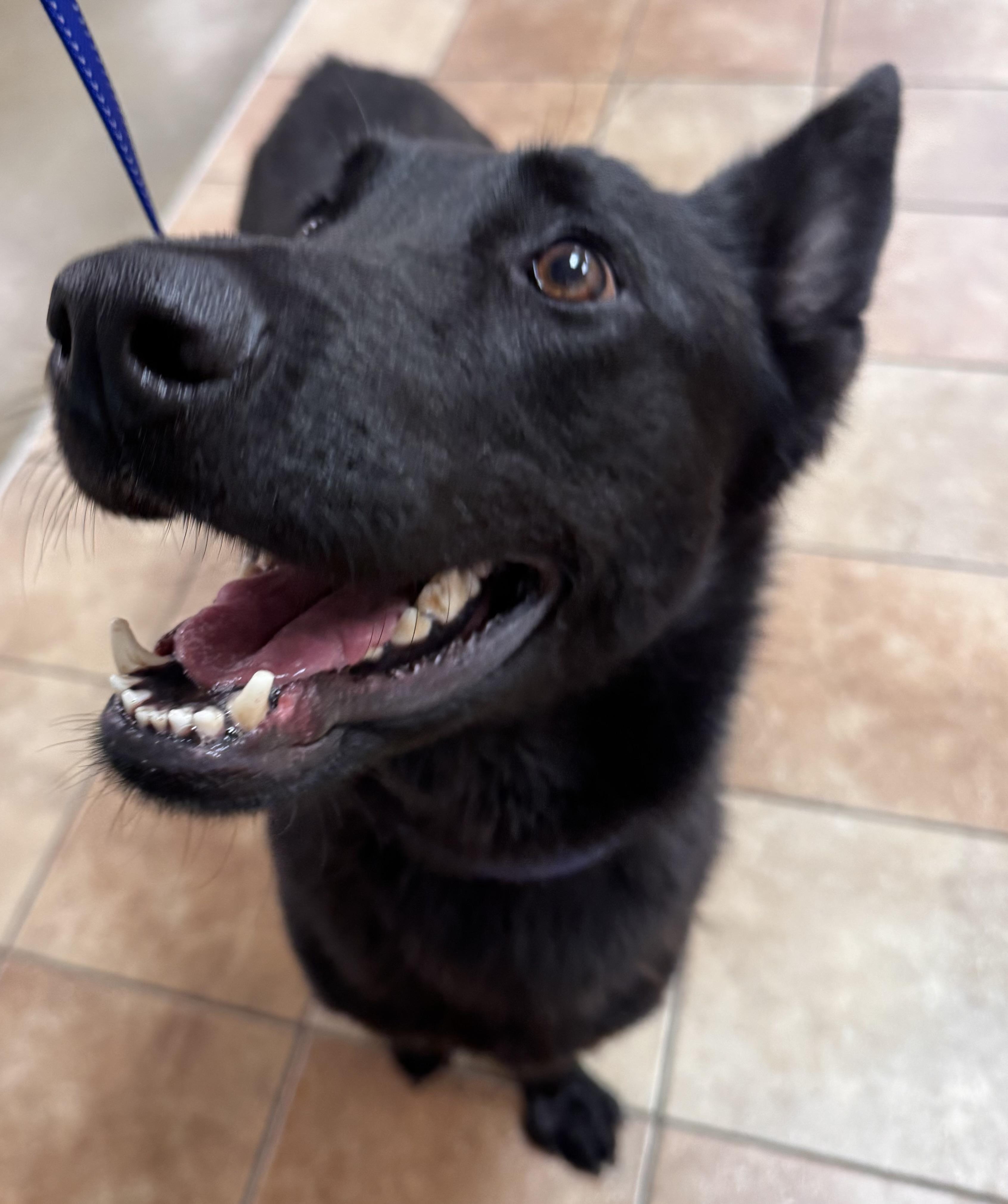 Xander, Adopted, Adult Male Belgian Shepherd / Malinois.