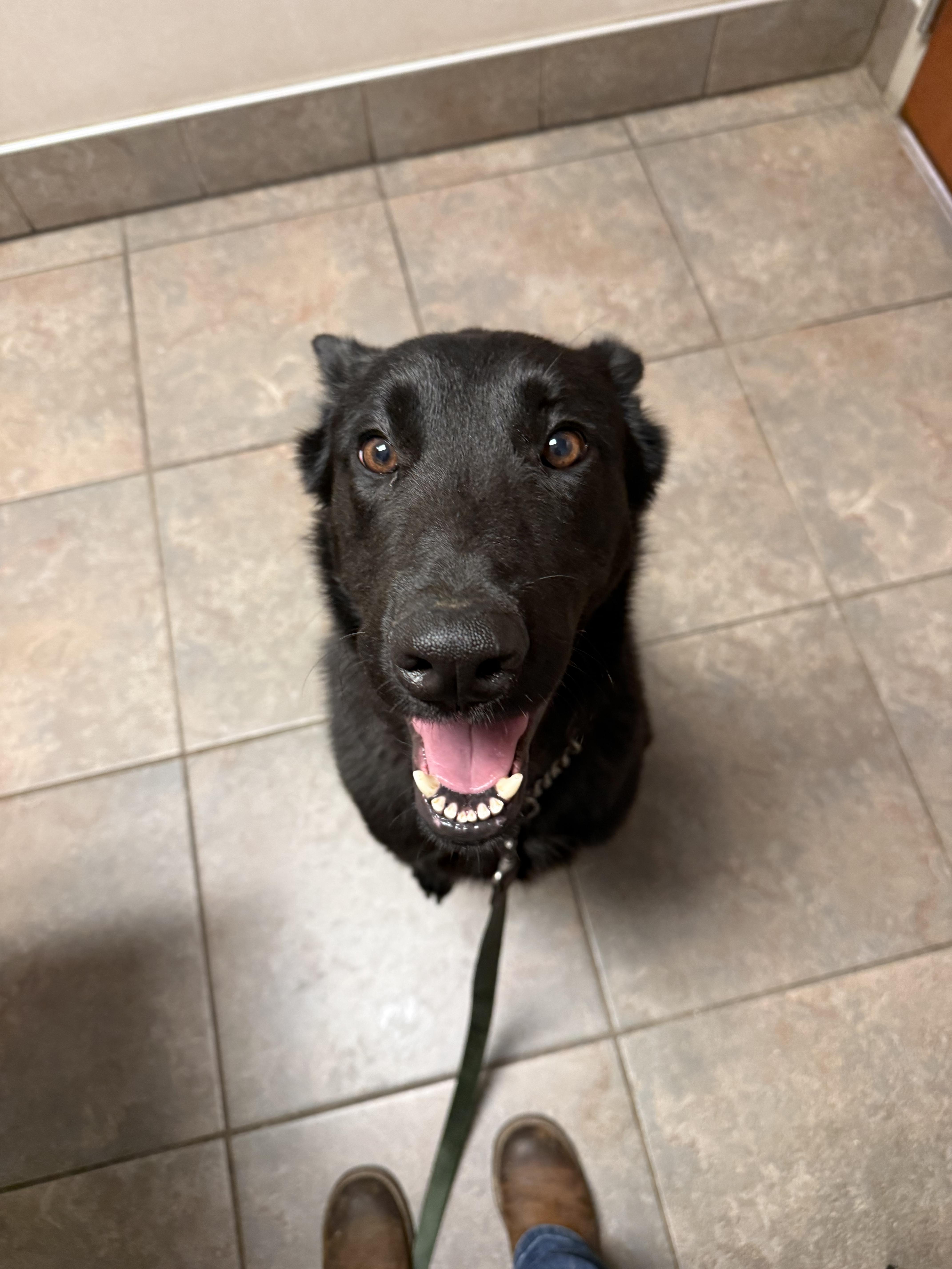 Xander, a Adopted Belgian Shepherd / Malinois in Stahlstown, PA image 2/4