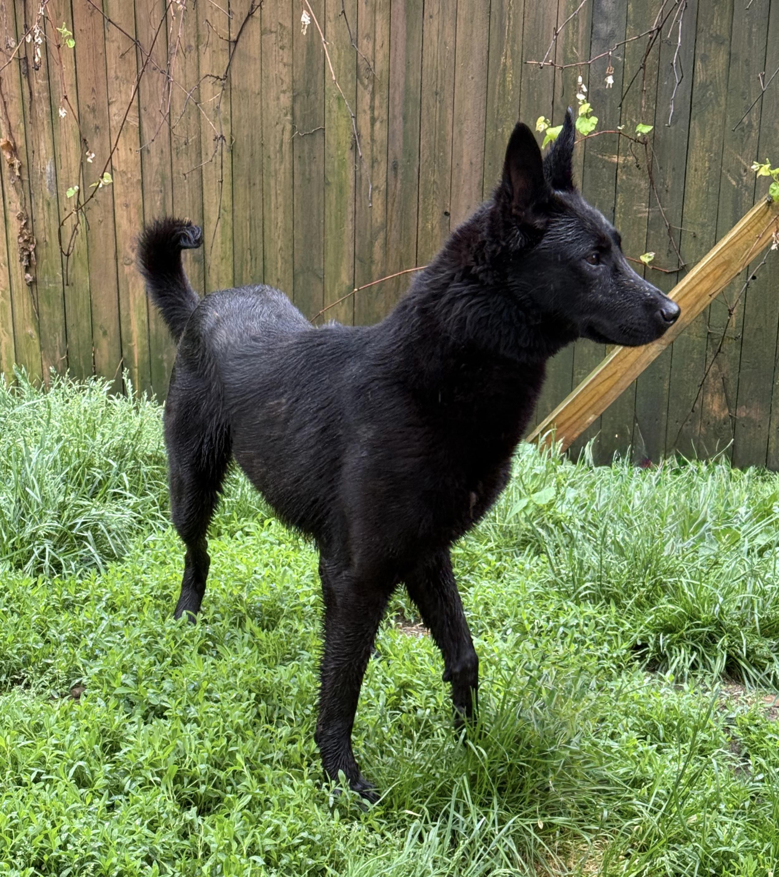 Xander, a Adopted Belgian Shepherd / Malinois in Stahlstown, PA image 3/4