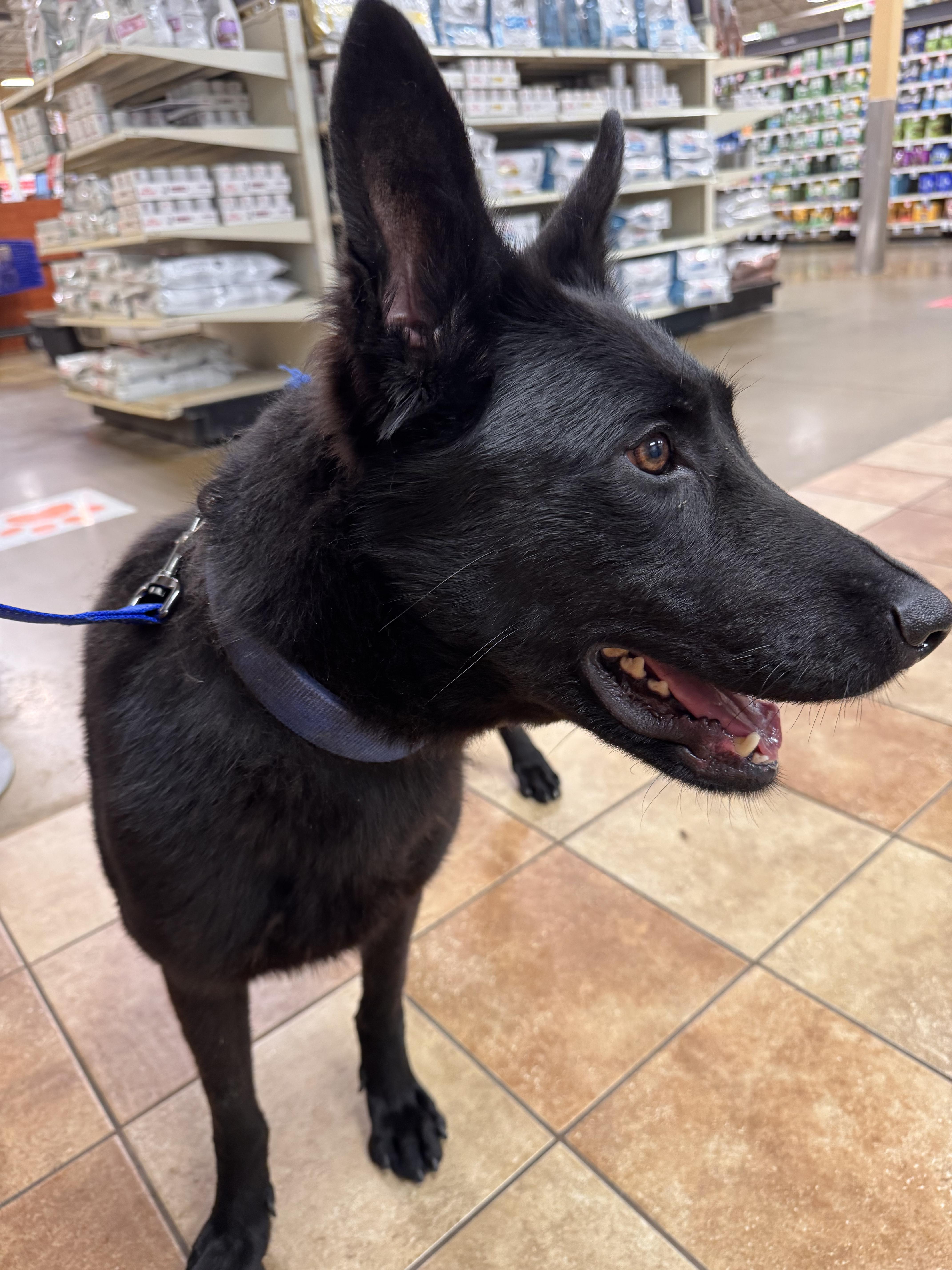 Xander, a Adopted Belgian Shepherd / Malinois in Stahlstown, PA image 4/4