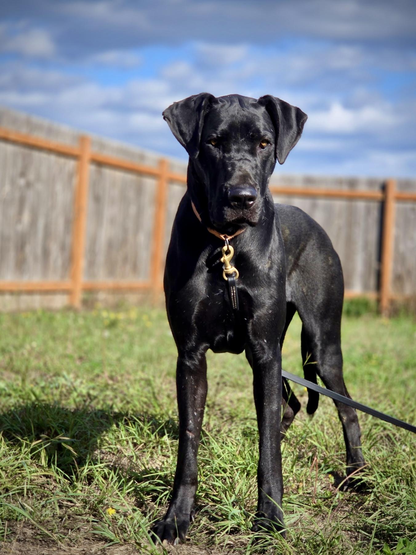 Othello, a Adoptable Great Dane in Port Angeles, WA image 2/4