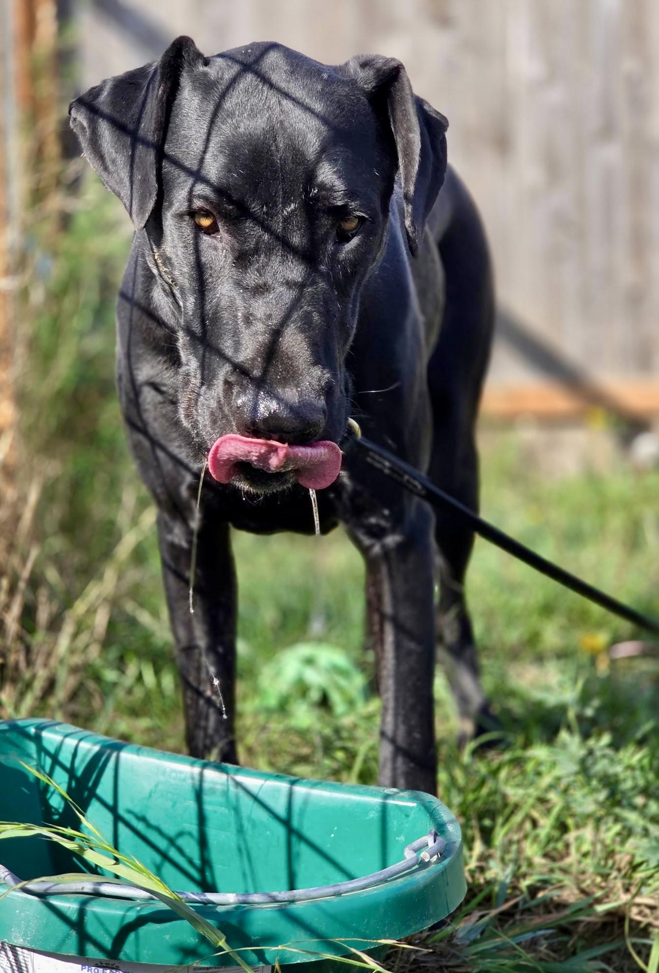 Othello, a Adoptable Great Dane in Port Angeles, WA image 3/4
