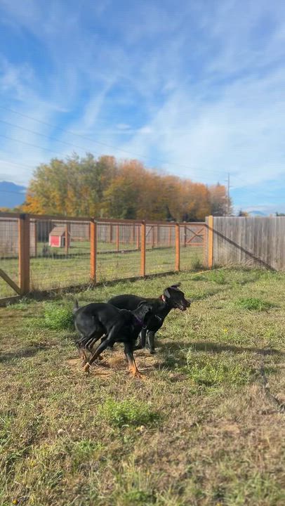 Enlarge Othello, a Adoptable Great Dane in Port Angeles, WA video 4/4