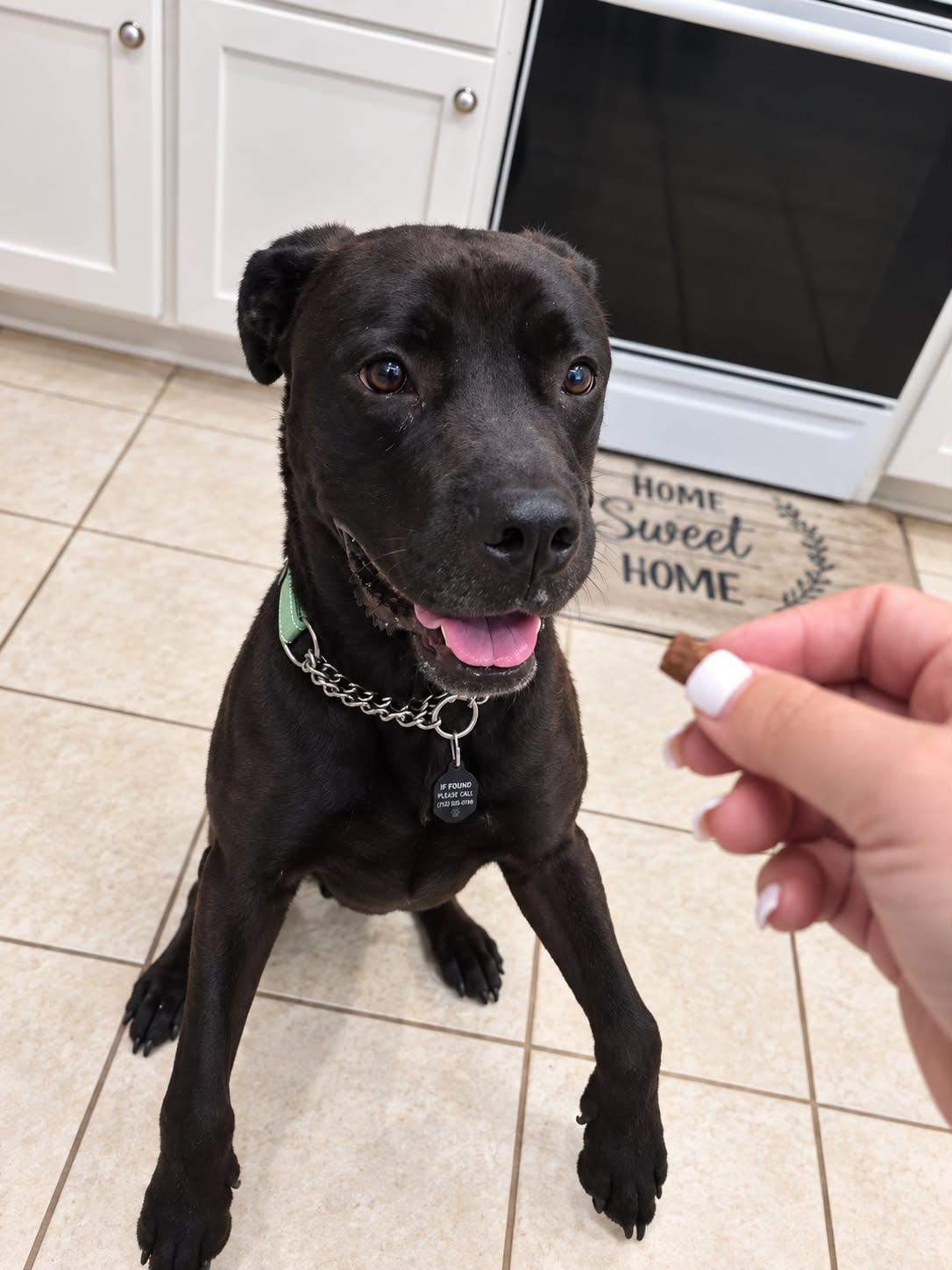 Enlarge Myles, a Adoptable mixed breed in Hershey, PA image 4/5