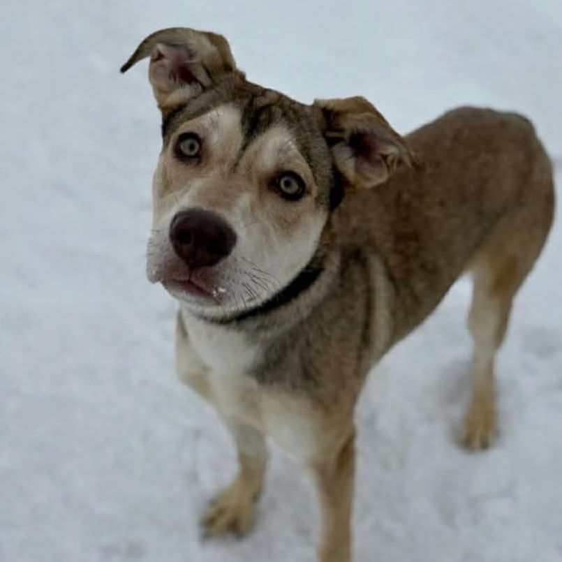 Enlarge Bailey, a Adoptable mixed breed in Geneseo , IL image 5/6