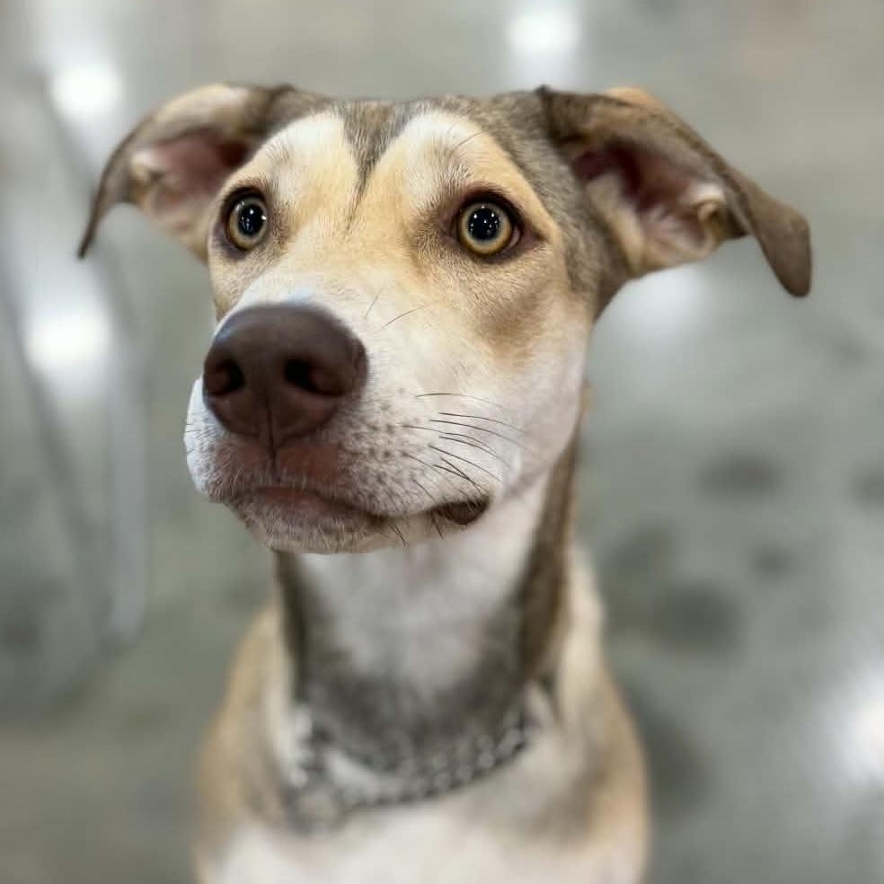 Bailey, Adoptable, Young Female Husky & Labrador Retriever.