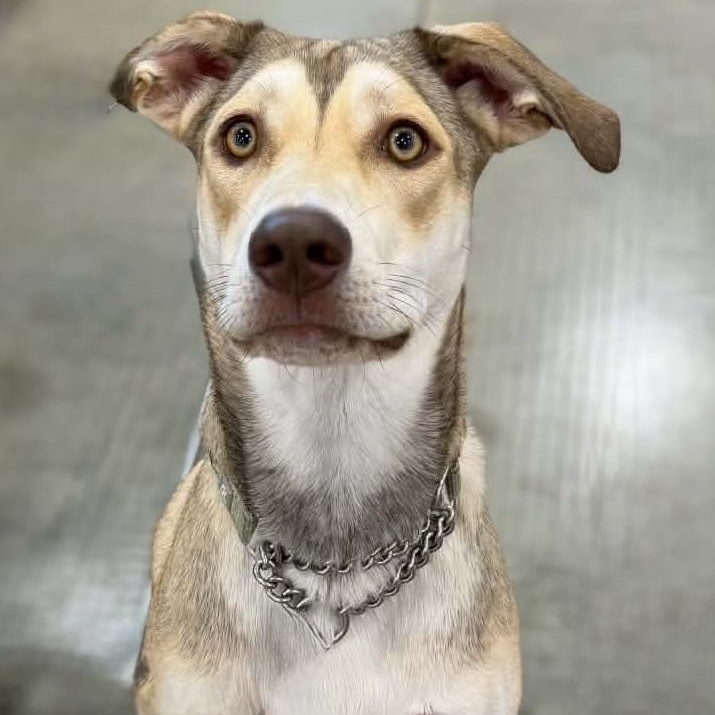 Enlarge Bailey, a Adoptable mixed breed in Geneseo , IL image 2/6