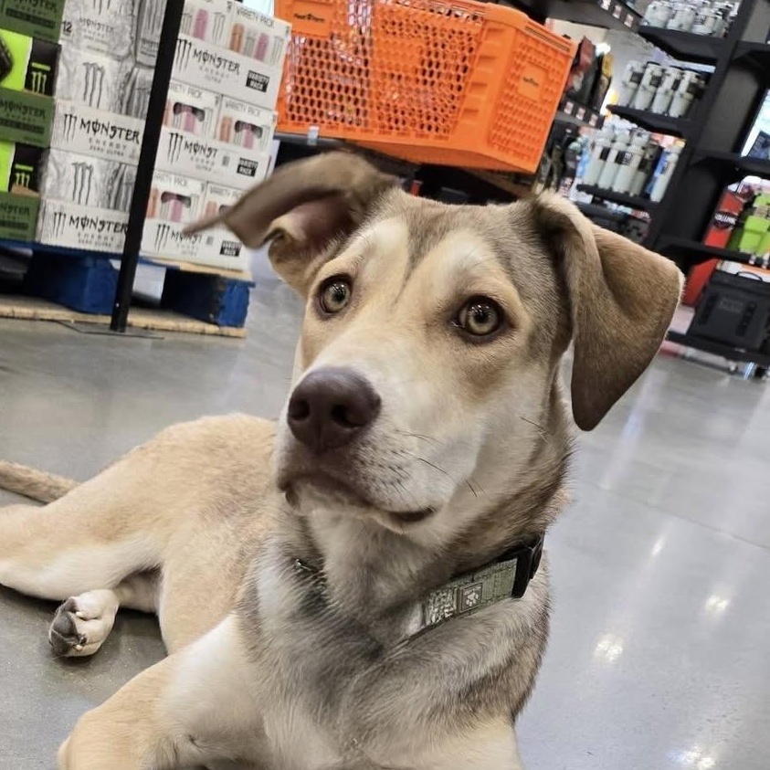 Enlarge Bailey, a Adoptable mixed breed in Geneseo , IL image 4/6