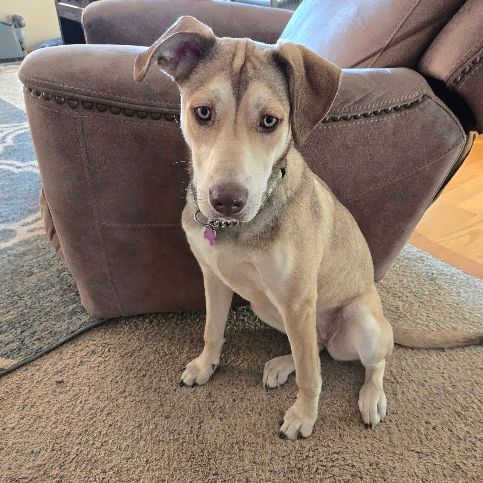 Enlarge Bailey, a Adoptable mixed breed in Geneseo , IL image 3/6
