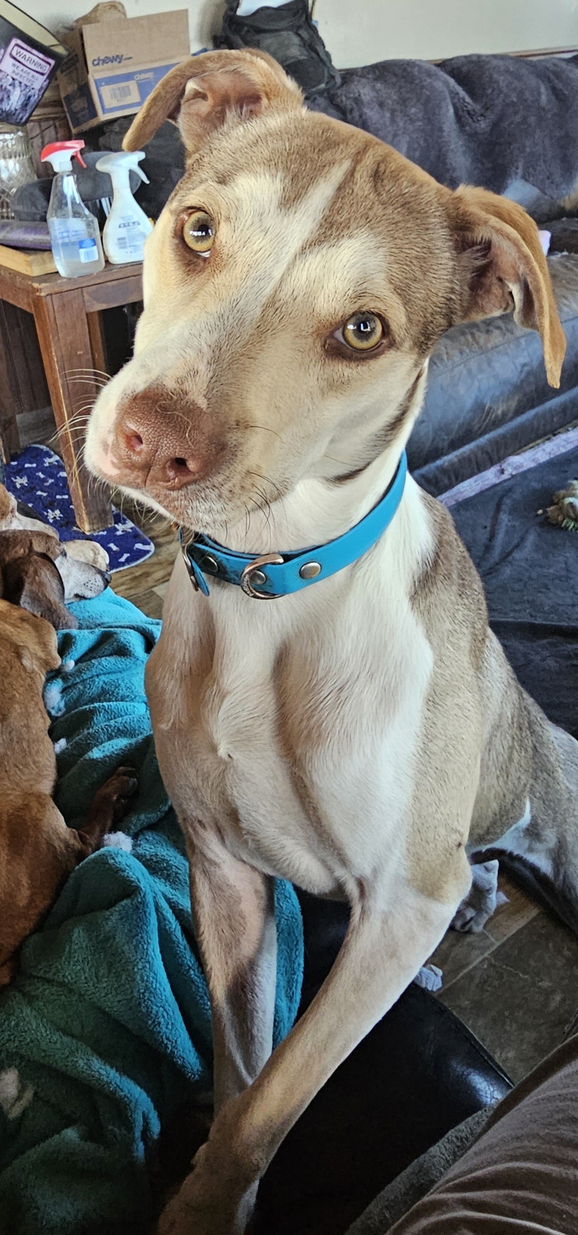 Turbo, Adoptable, Adult Male Jack Russell Terrier & Husky.