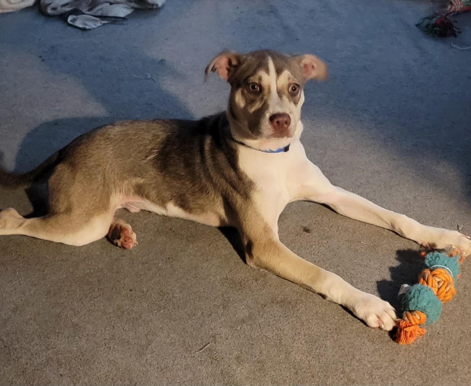 Turbo, a Adoptable mixed breed in Newville, PA image 2/2