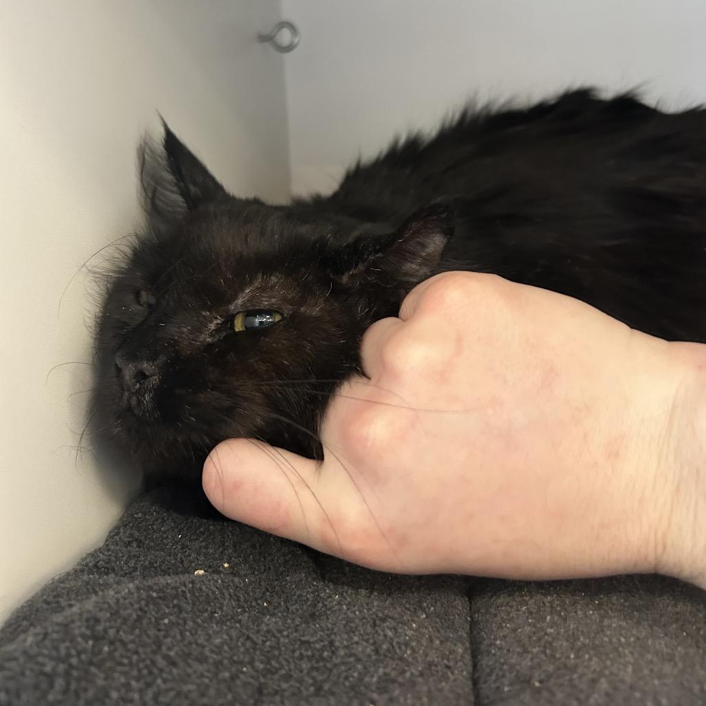 Simba, Adoptable, Senior Male Domestic Long Hair.