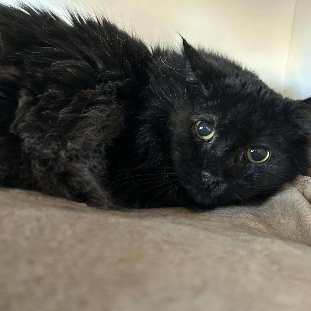 Enlarge Simba, a Adoptable Domestic Long Hair in Park City, UT image 1/1