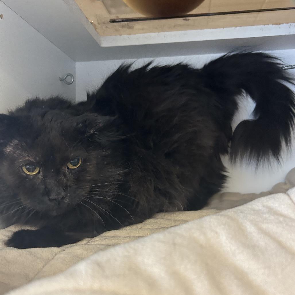 Enlarge Simba, a Adoptable Domestic Long Hair in Park City, UT image 1/5
