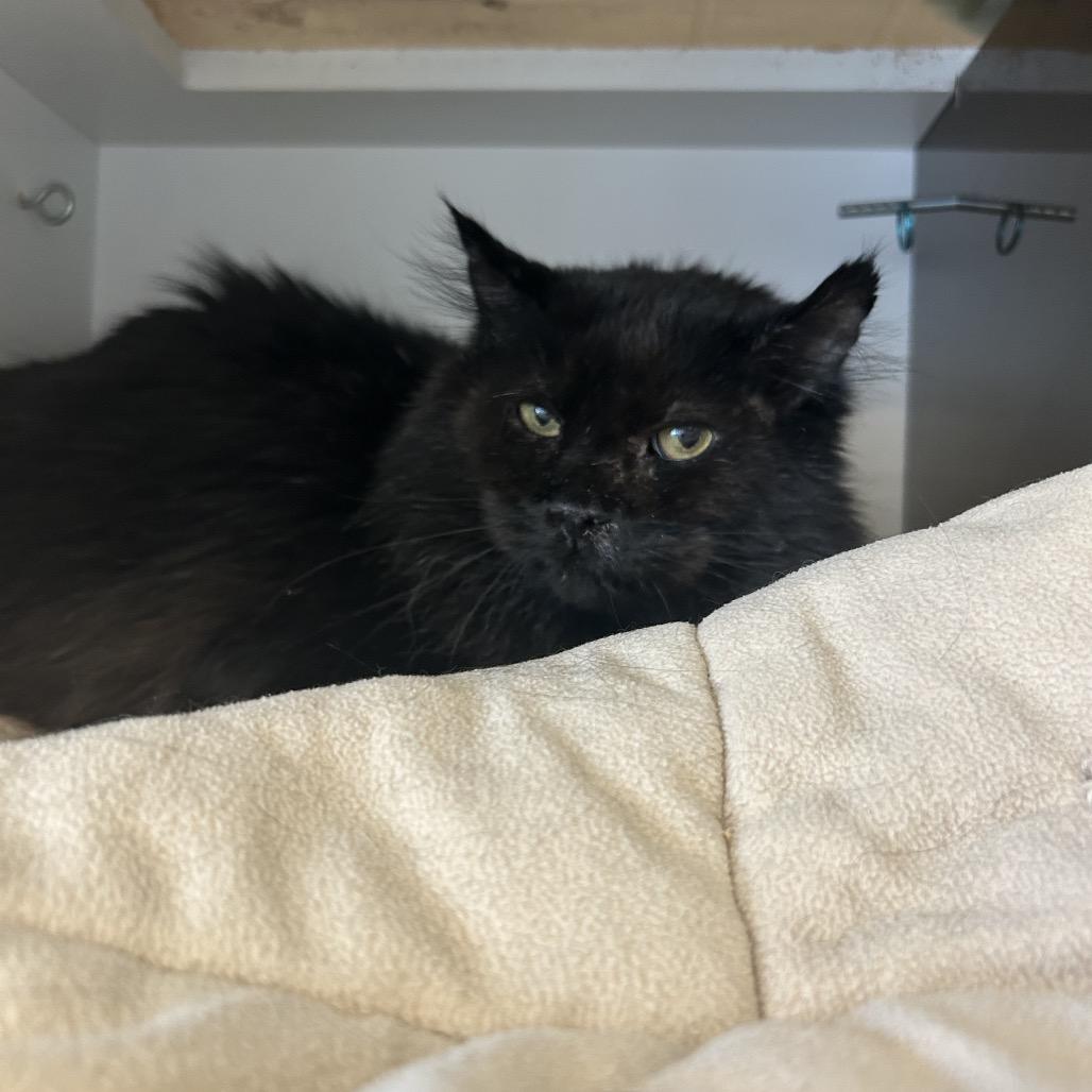 Enlarge Simba, a Adoptable Domestic Long Hair in Park City, UT image 2/5