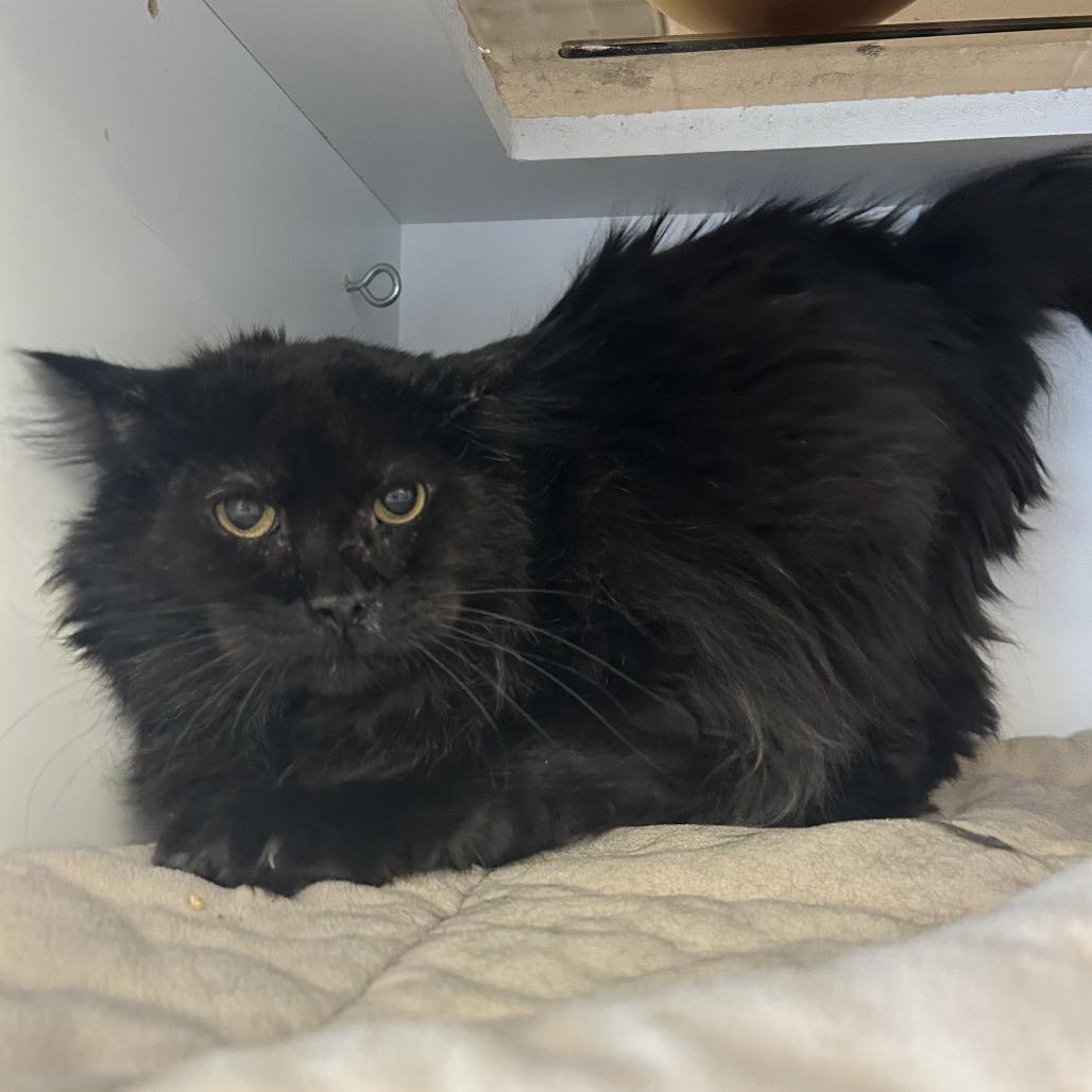 Simba — thumbnail 3