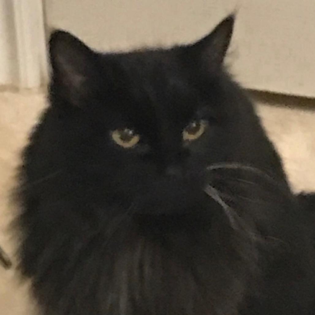 Simba — thumbnail 4