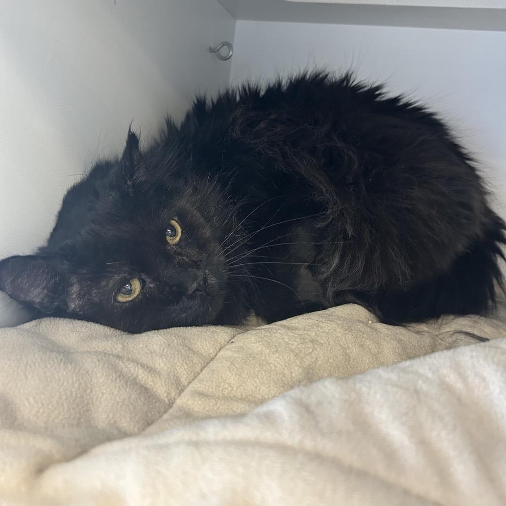 Enlarge Simba, a Adoptable Domestic Long Hair in Park City, UT image 5/5