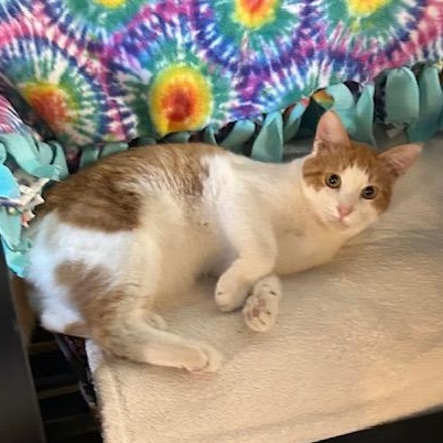 Kasen, a Adoptable Domestic Short Hair in Devils Lake, ND image 4/4