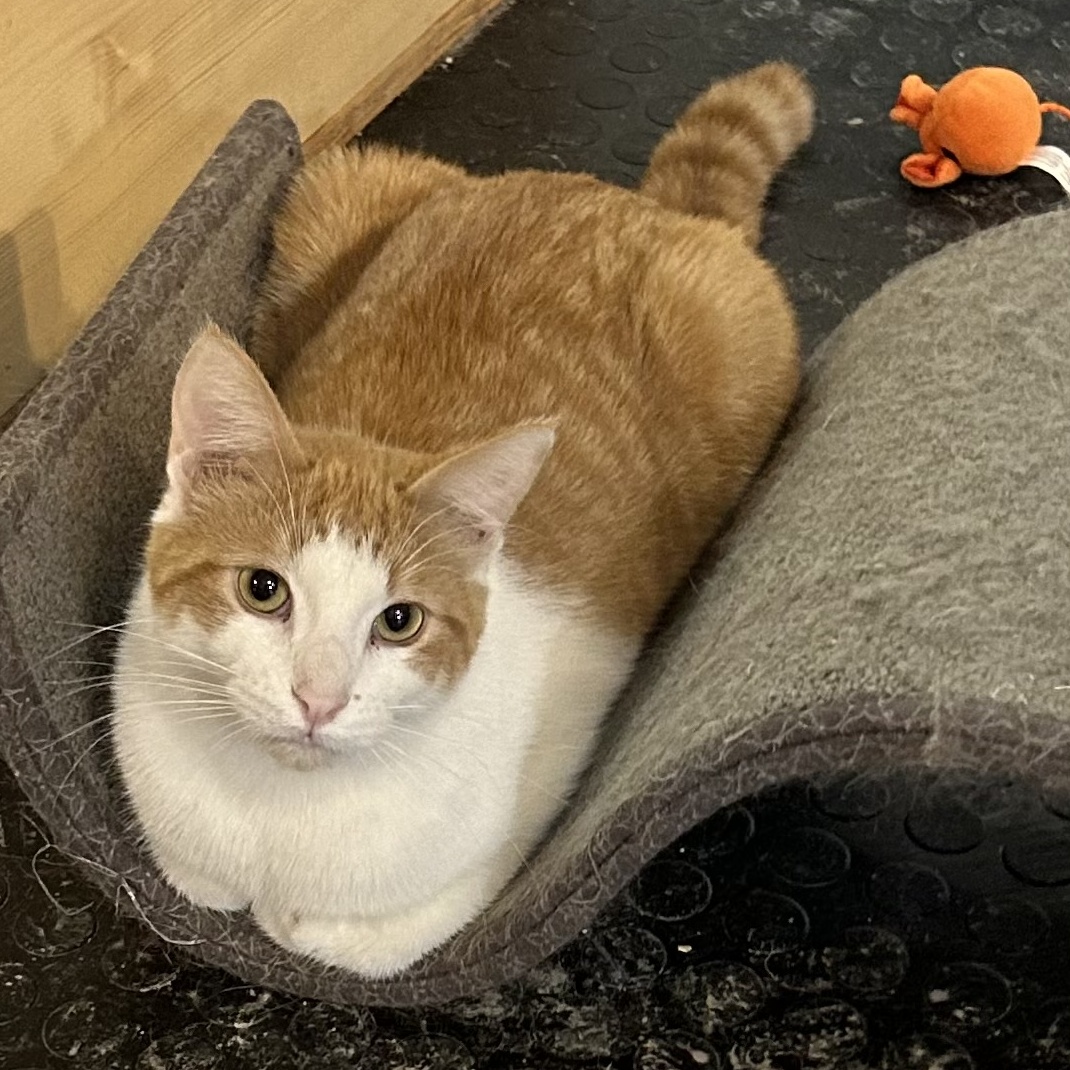 Kasen, Adoptable, Adult Male Domestic Short Hair.