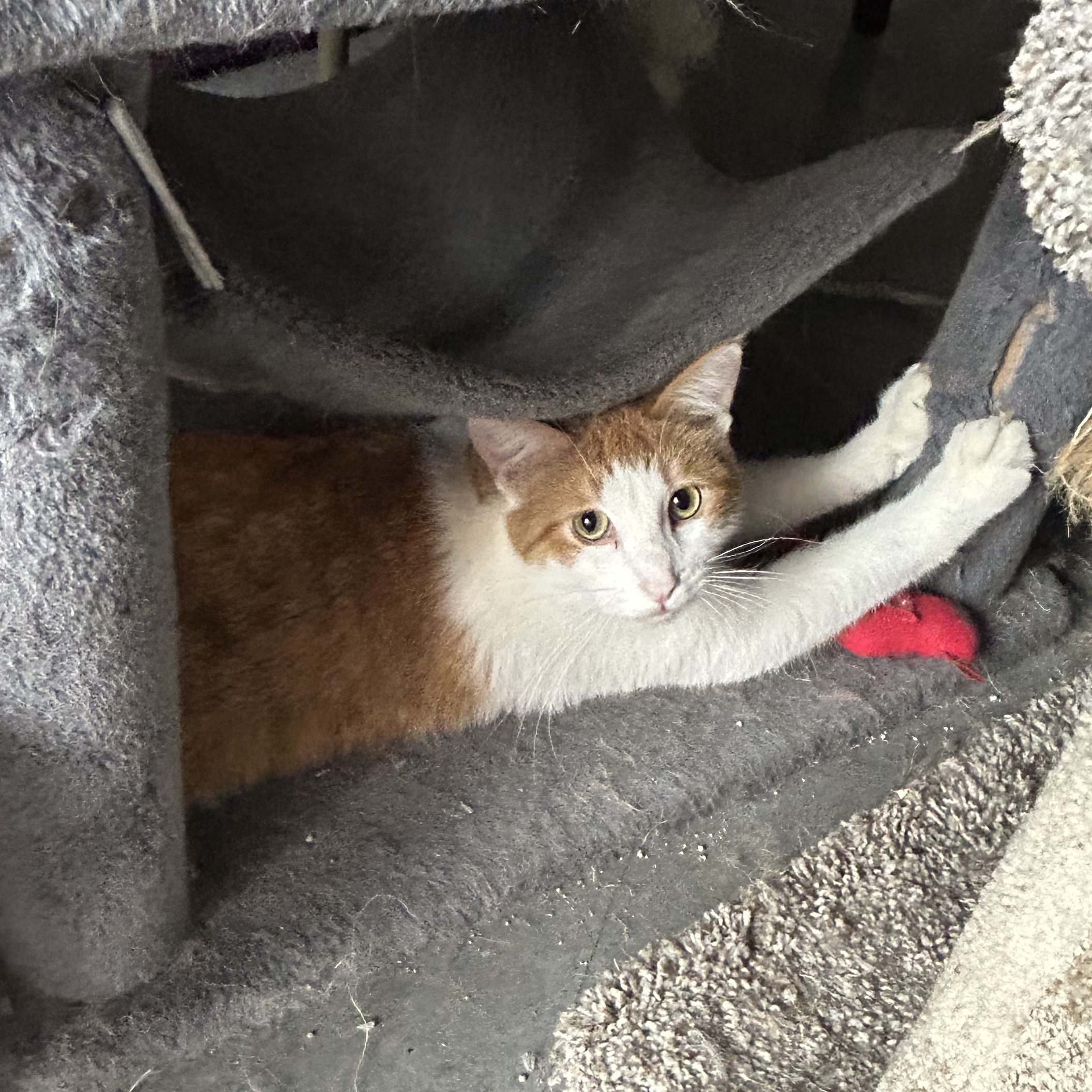 Kasen, a Adoptable Domestic Short Hair in Devils Lake, ND image 3/4