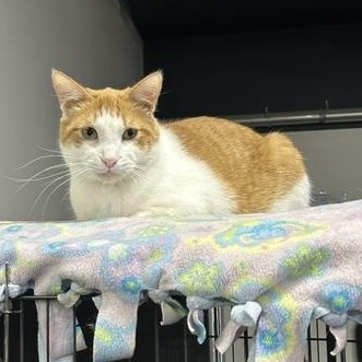 Kasen, Adoptable, Adult Male Domestic Short Hair.
