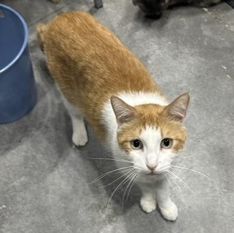 Kasen, a Adoptable Domestic Short Hair in Devils Lake, ND image 2/6