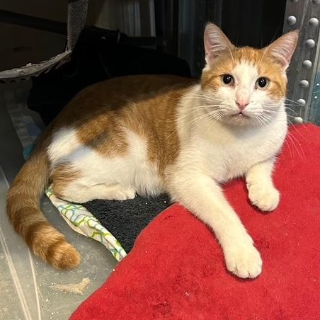 Kasen, a Adoptable Domestic Short Hair in Devils Lake, ND image 2/4