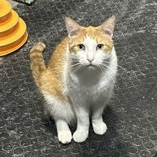 Kasen, a Adoptable Domestic Short Hair in Devils Lake, ND image 3/6