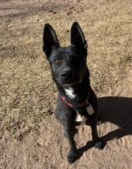 Jetta, Adoptable, Adult Female German Shepherd Dog & Mixed Breed.